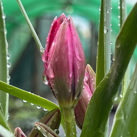 Tulipa 'Little Beauty'